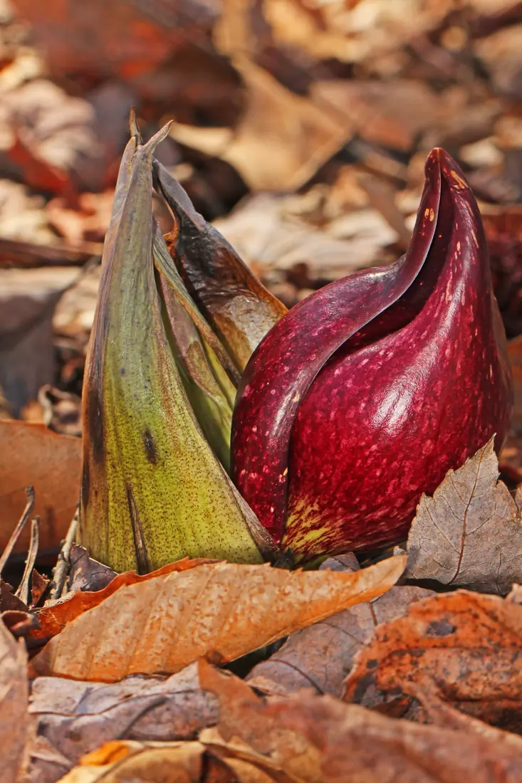Mottled maroon and green skunk cabbage hoods and unrolling leaves rising from wet ground among dead leaves.