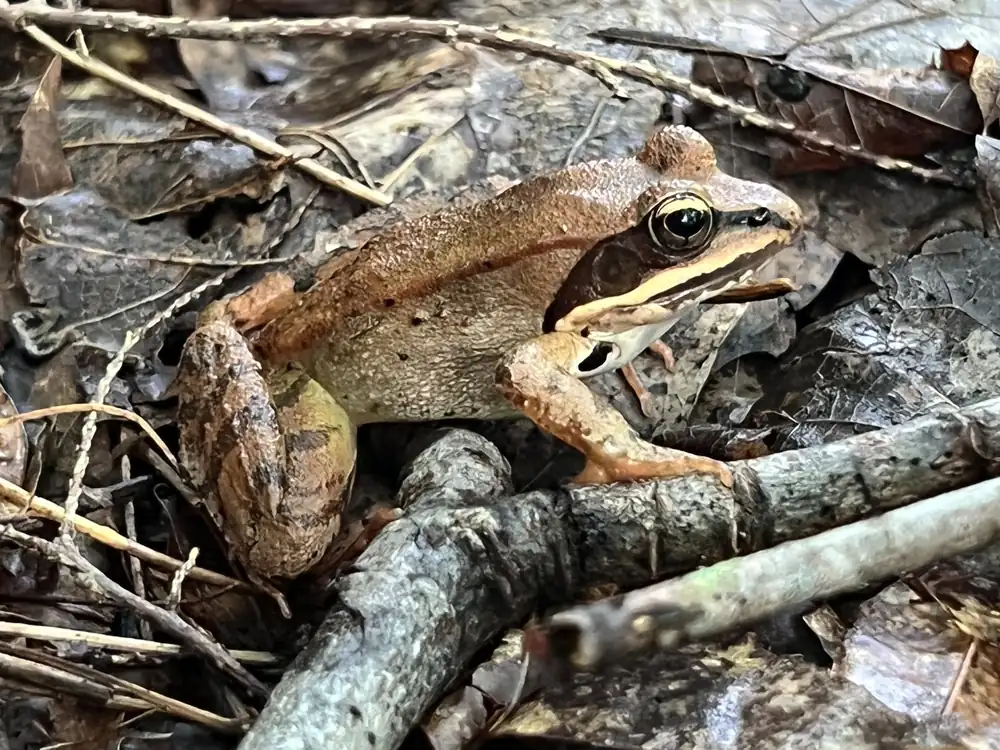 A tan wood frog with a dark mask behind its eye sits on dark leaf litter and a gray twig
