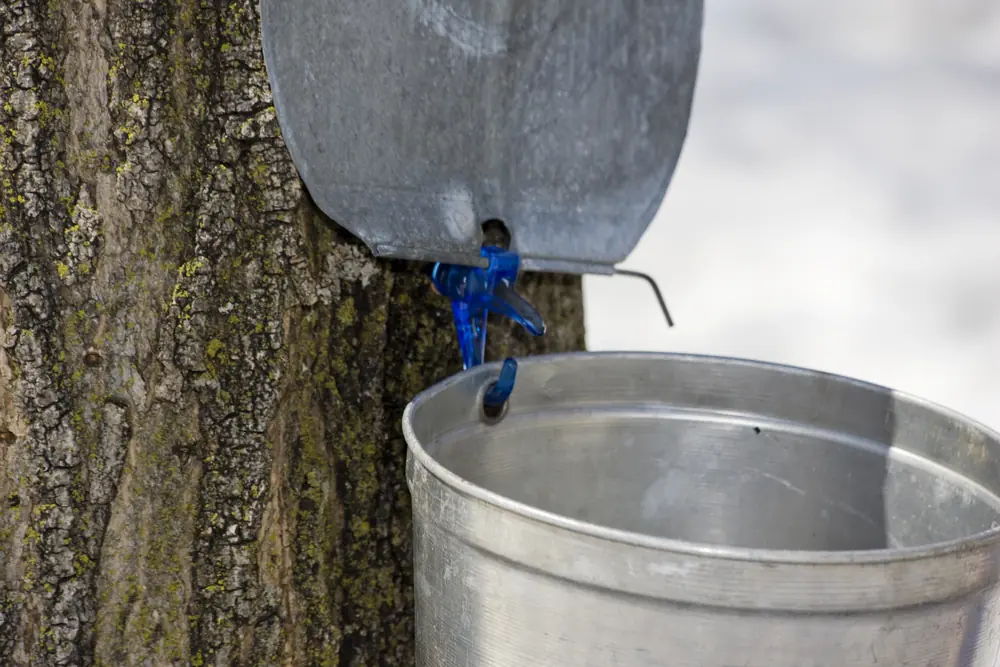 Metal sap pails hanging from spiles on the trunks of maple trees in a sugarbush.