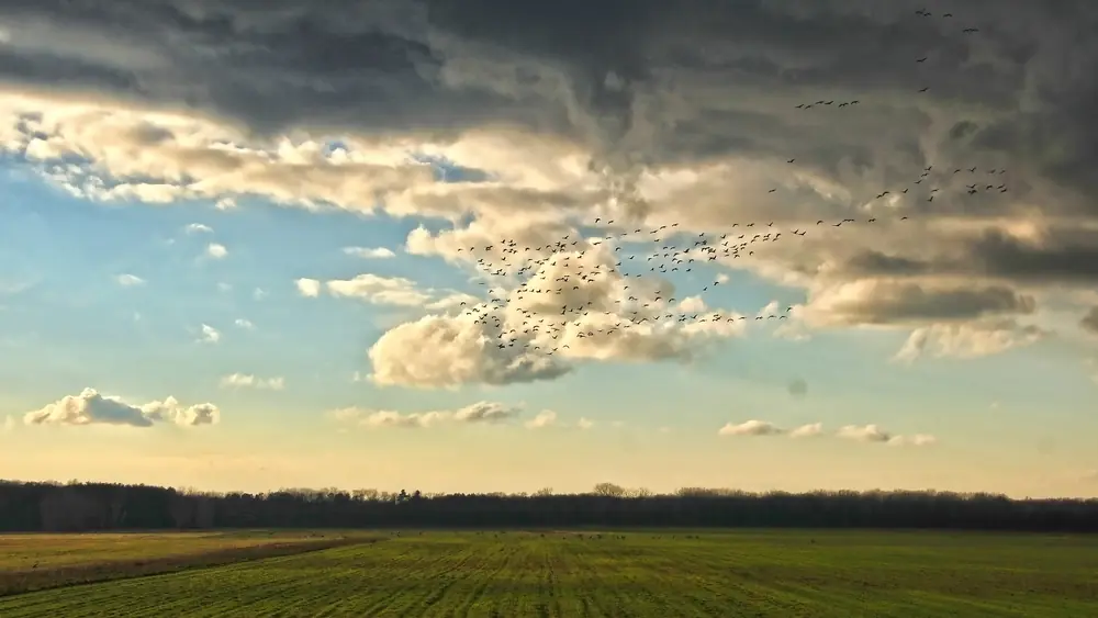 A flock of sandhill cranes flying low with long necks outstretched and wings spread over a marsh and trees.