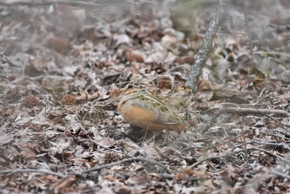 A woodcock with an orange breast and a long bill stands on brown leaf litter beneath bare twigs