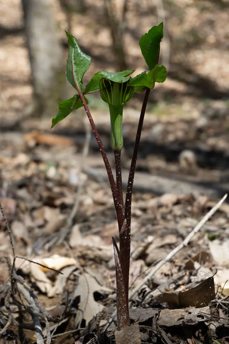 A Jack-in-the-pulpit with a striped green and purple hooded flower rising above three-parted leaves in woodland.