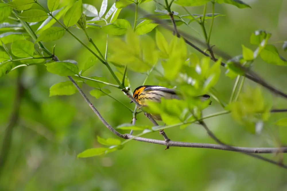 A male Blackburnian Warbler perched among twigs, showing an orange throat and face and black and white wing markings.