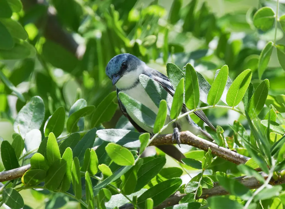 A male Cerulean Warbler with a sky-blue head and back and a white throat, perched among green leaves.