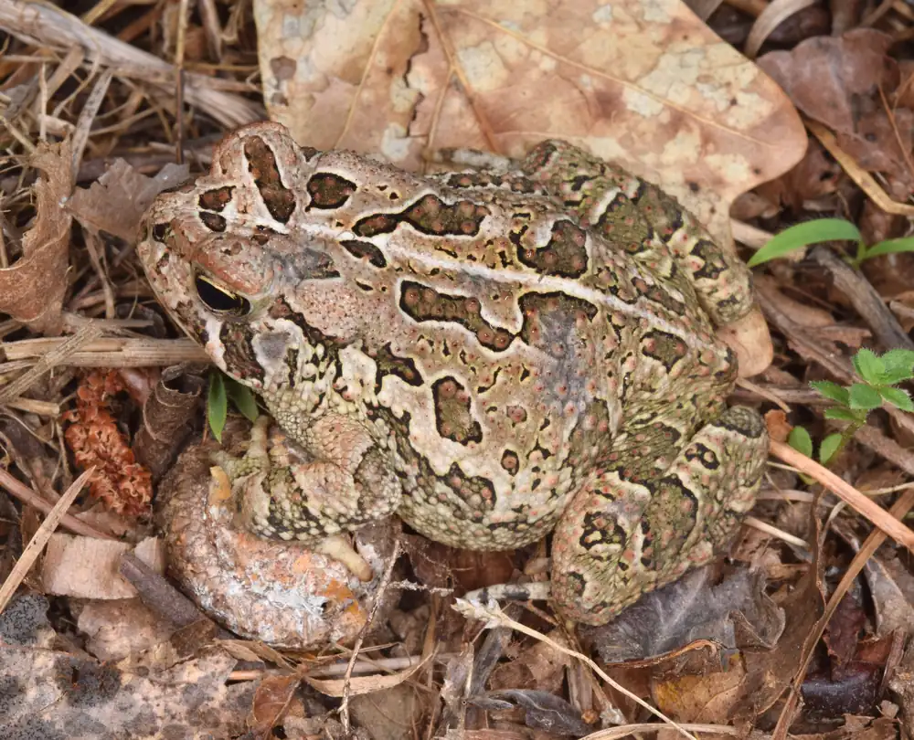 A warty gray-brown Fowler's Toad sitting on bare ground.