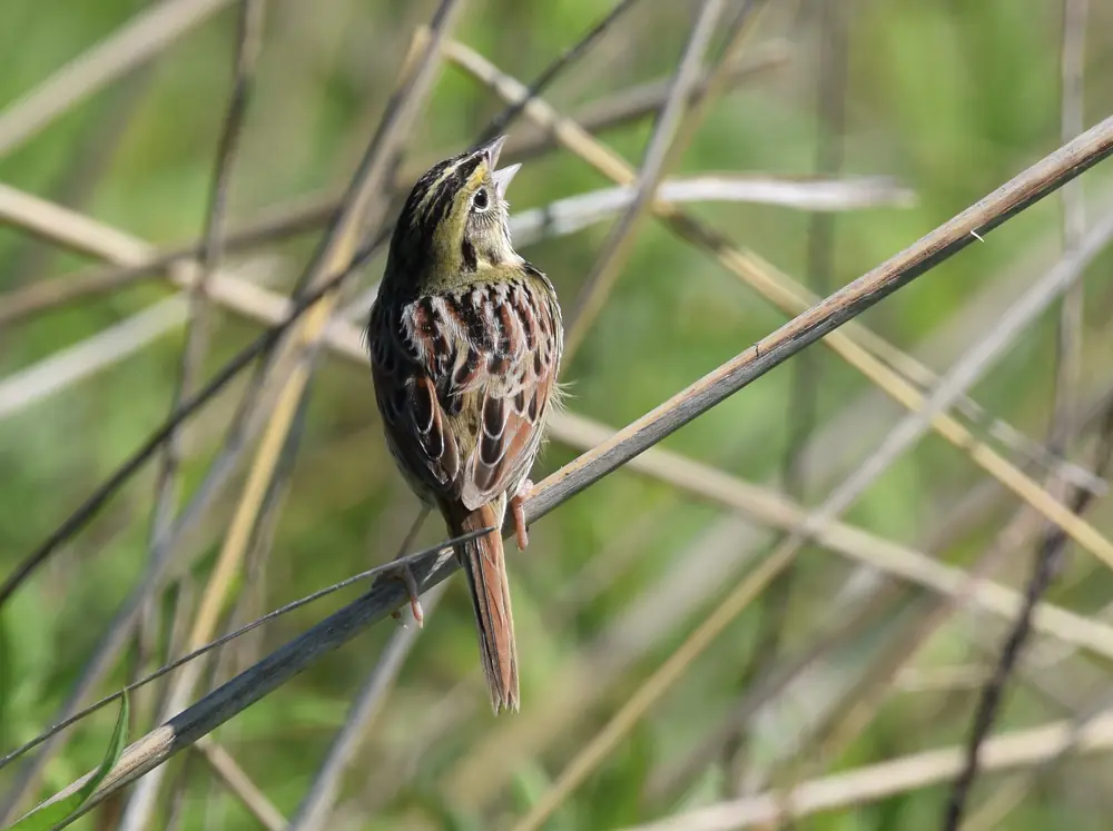 A Henslow's Sparrow singing with its beak open while perched on a dry grass stem, showing a streaked brown back and olive-tinged head.
