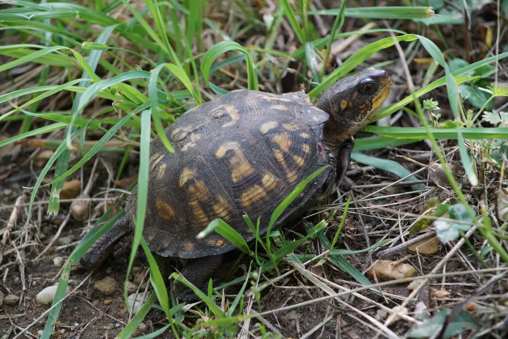 An eastern box turtle with a domed, yellow-and-brown patterned shell walking over leaf litter.