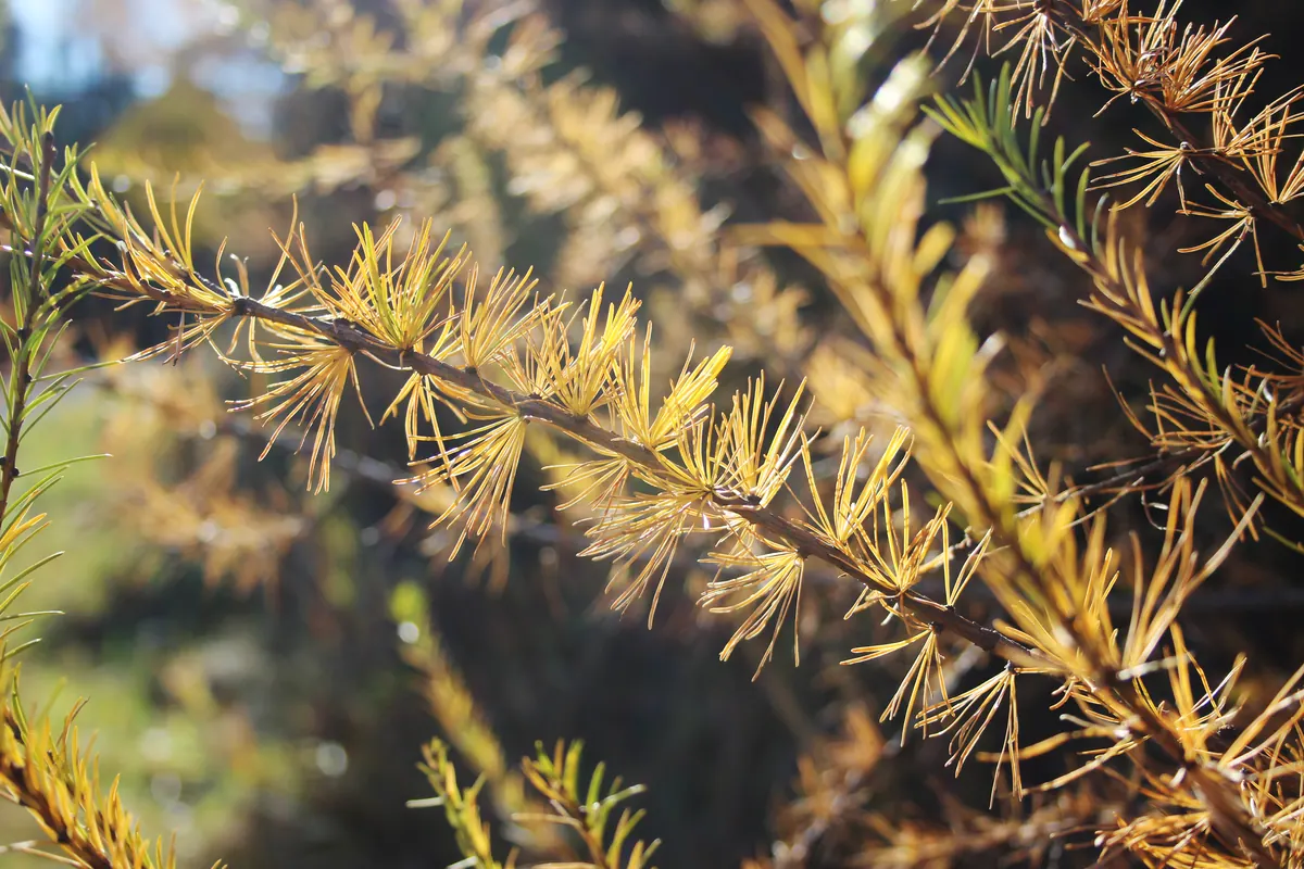 Close view of tamarack branches with tufts of soft needles turned golden yellow, lit by low autumn sun.