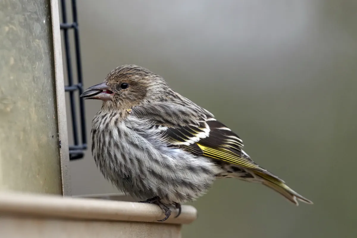 A streaky brown pine siskin with yellow edges on its wing feathers, perched on the tray of a tube feeder.