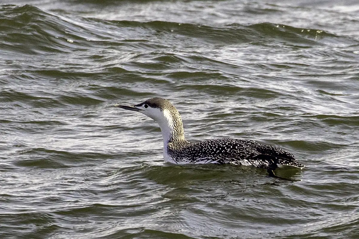 A red-throated loon in gray and white winter plumage, its back finely speckled with white, swimming on choppy gray water.