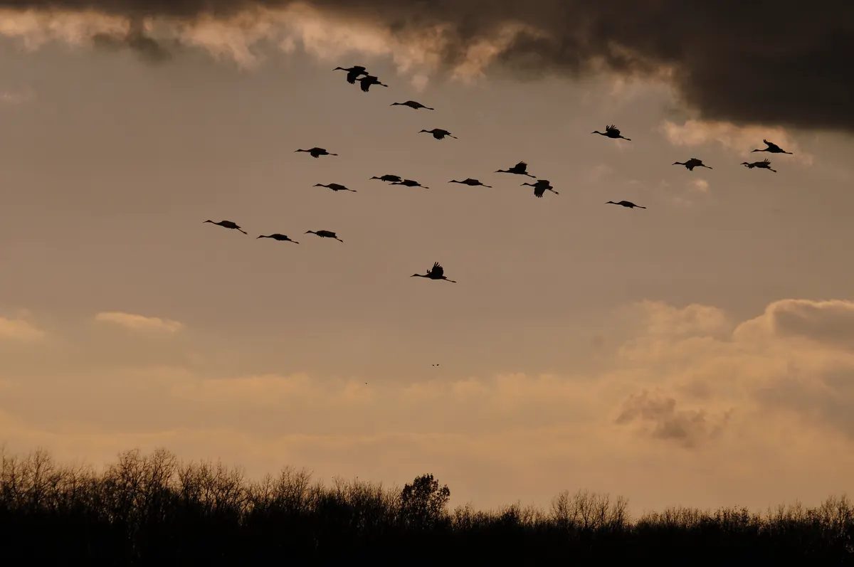 A loose flock of sandhill cranes in silhouette, legs trailing, flying under a dark cloud bank above a line of bare trees at dusk.
