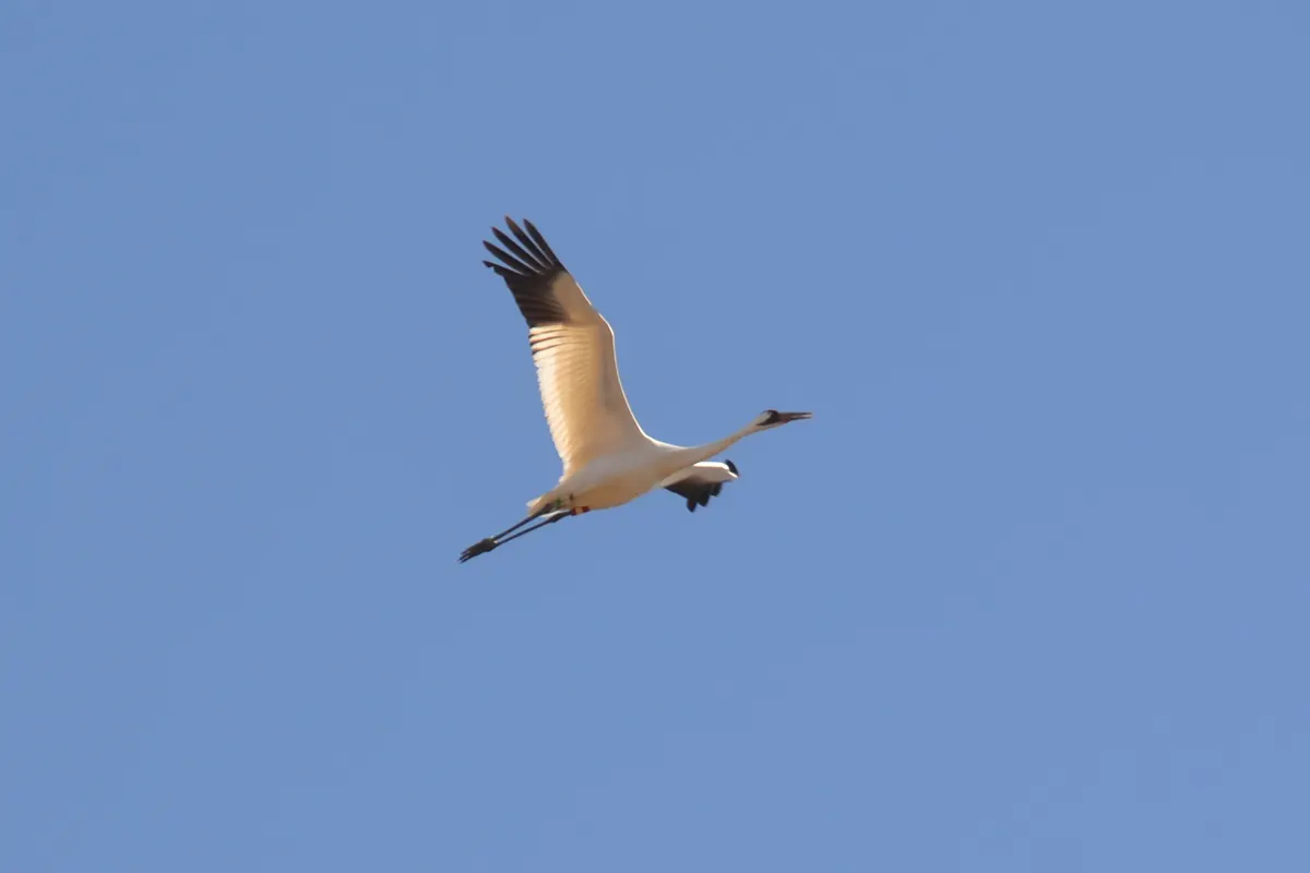 A white whooping crane with black wingtips and a red-and-black face flying against a clear blue sky, its legs stretched out behind.