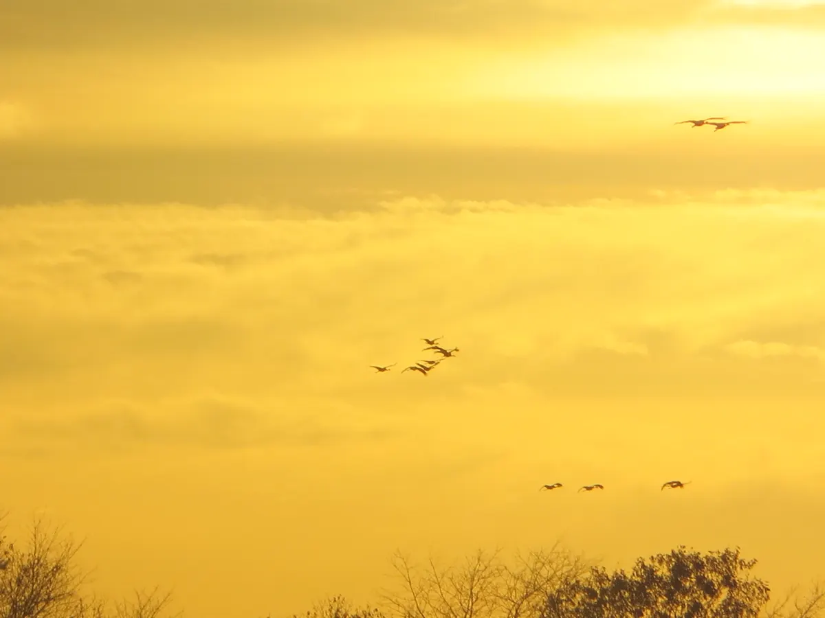 Small flocks of sandhill cranes silhouetted against a golden sunset sky above a line of bare treetops.