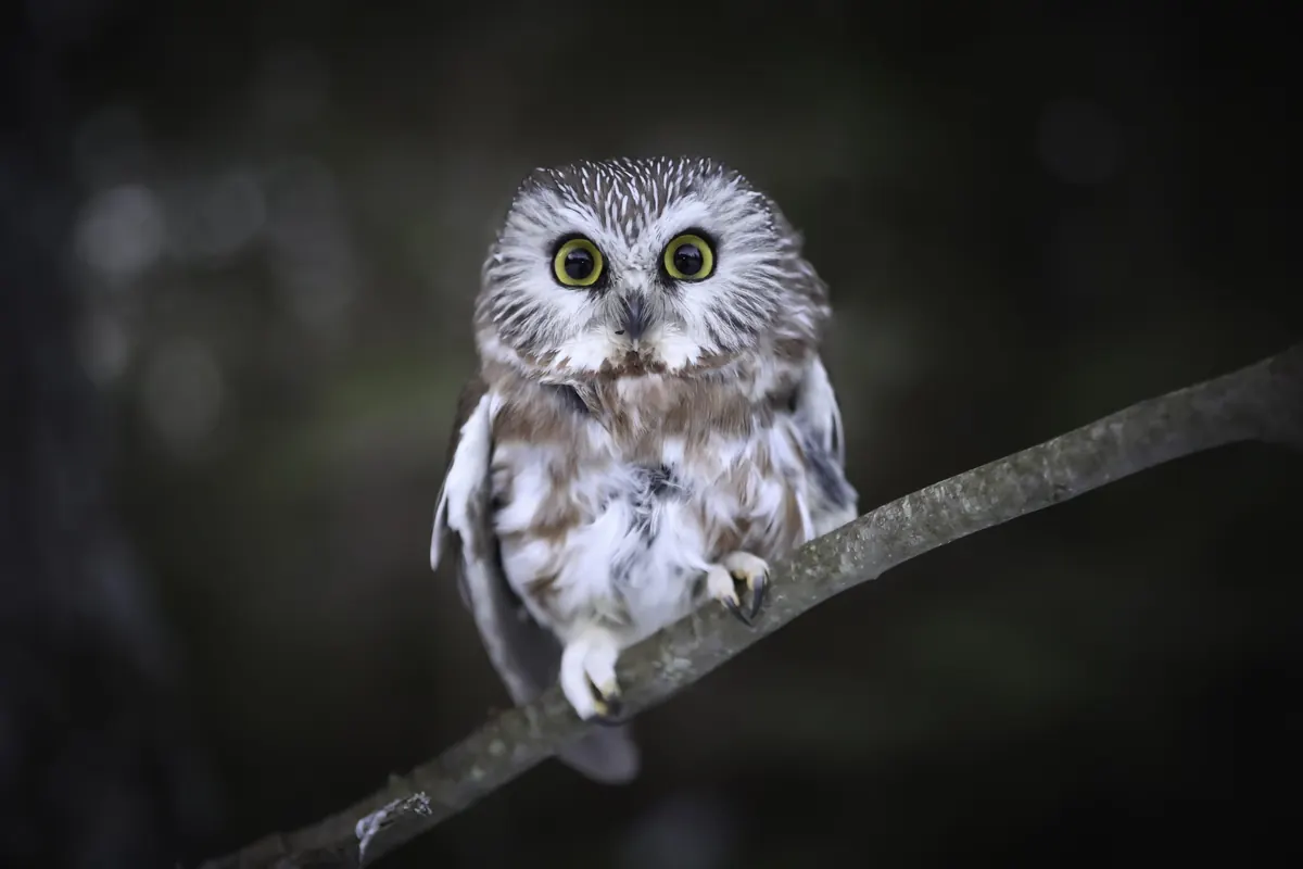 A small northern saw-whet owl with round yellow eyes and a streaked white face perched on a bare branch against a dark background.