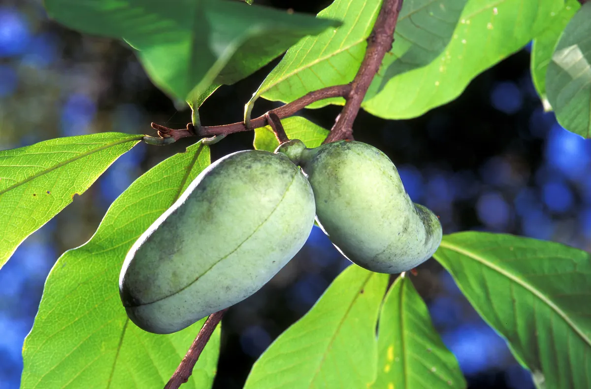 Two green pawpaw fruits hanging from a branch among large, smooth, drooping leaves.