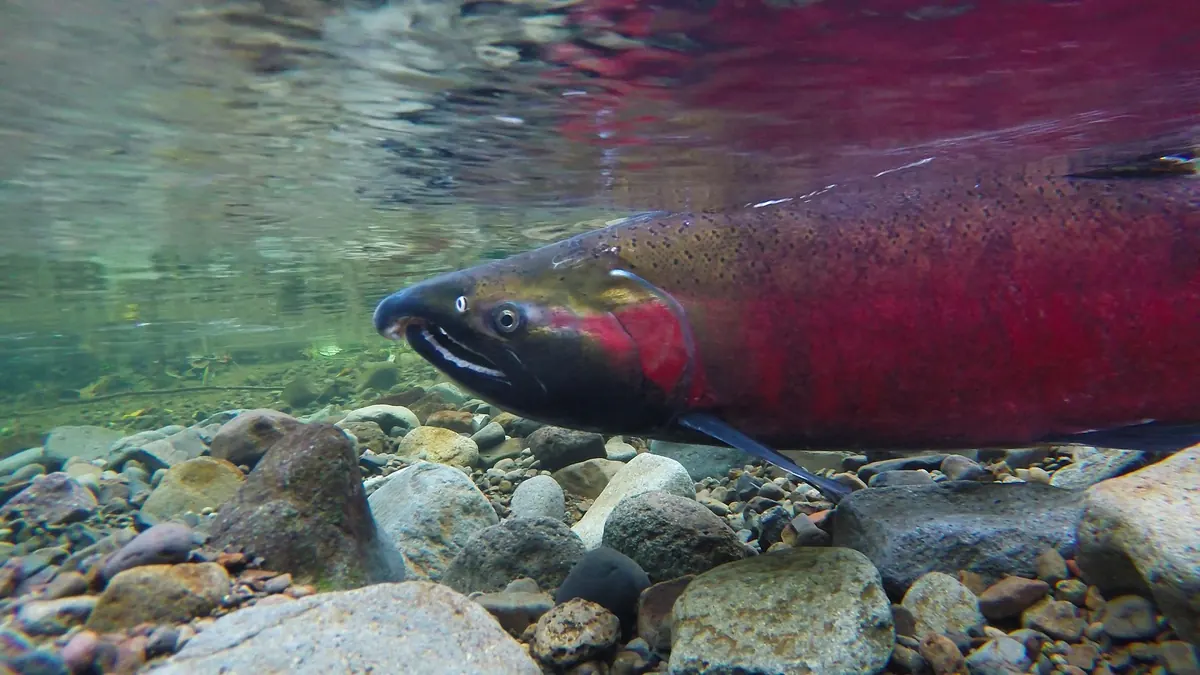 Underwater view of a red-sided coho salmon with a hooked jaw swimming over river stones.