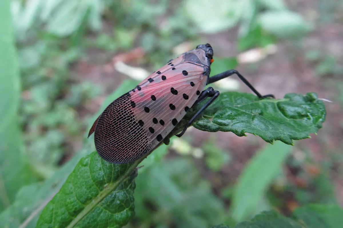 An adult spotted lanternfly resting on a leaf, its pinkish-gray forewings covered in black spots.