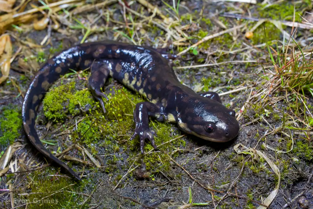 A tiger salamander with dark brown skin and yellow blotches resting on the ground.