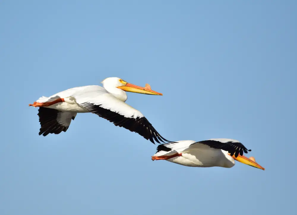 A group of large white American white pelicans with orange bills resting on a shoreline and shallow water.