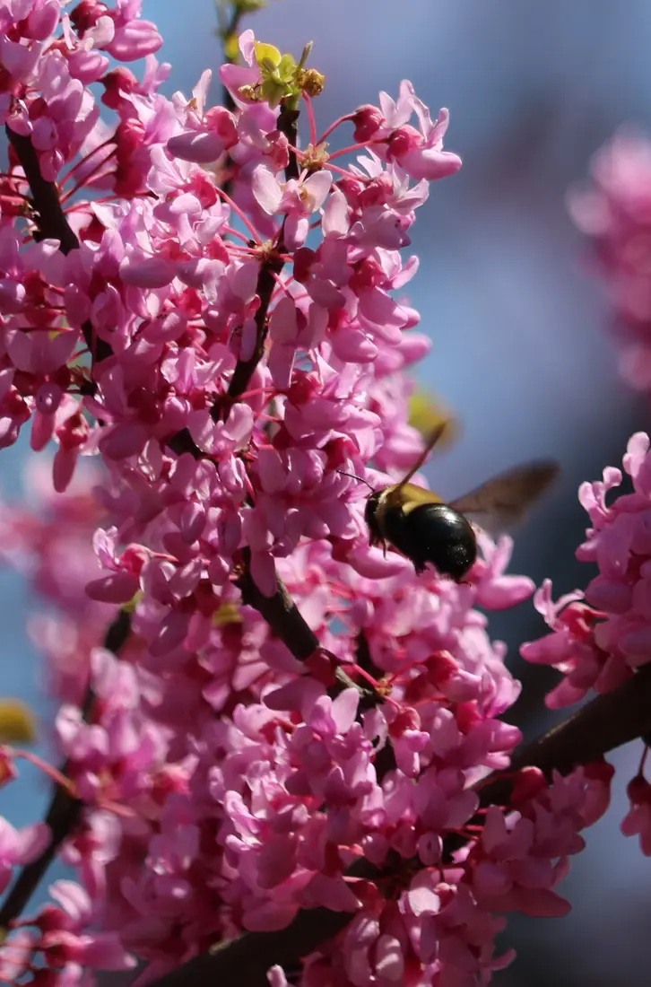 An eastern redbud tree with its branches covered in pinkish-purple blossoms before the leaves open.