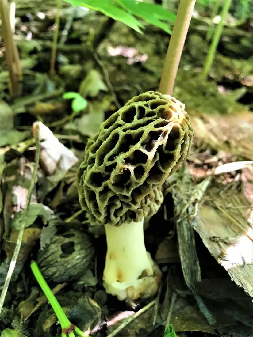 A honeycombed olive-brown morel mushroom with a pale stem stands among dead leaves and green blades on the forest floor