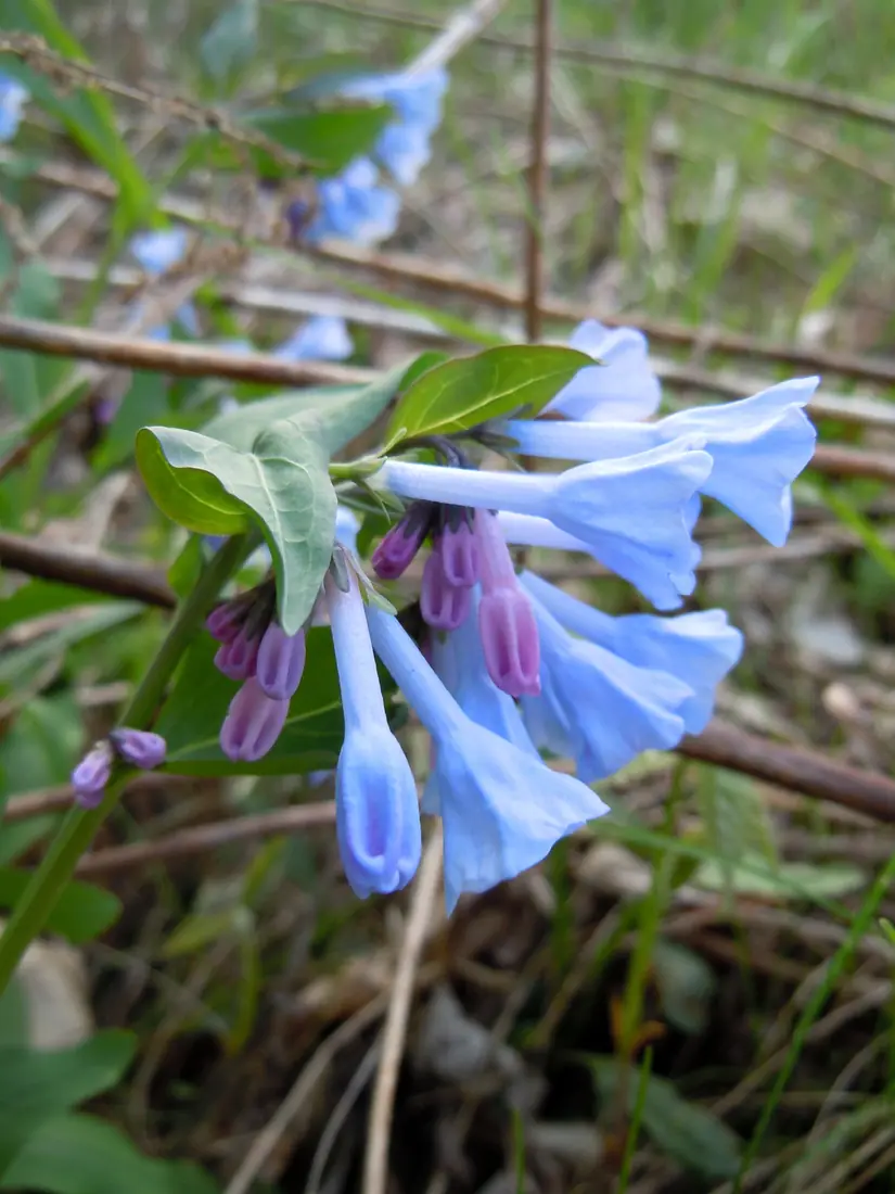 A cluster of sky-blue bell-shaped Virginia bluebell flowers with pink-purple buds hangs among green leaves and bare twigs on the forest floor