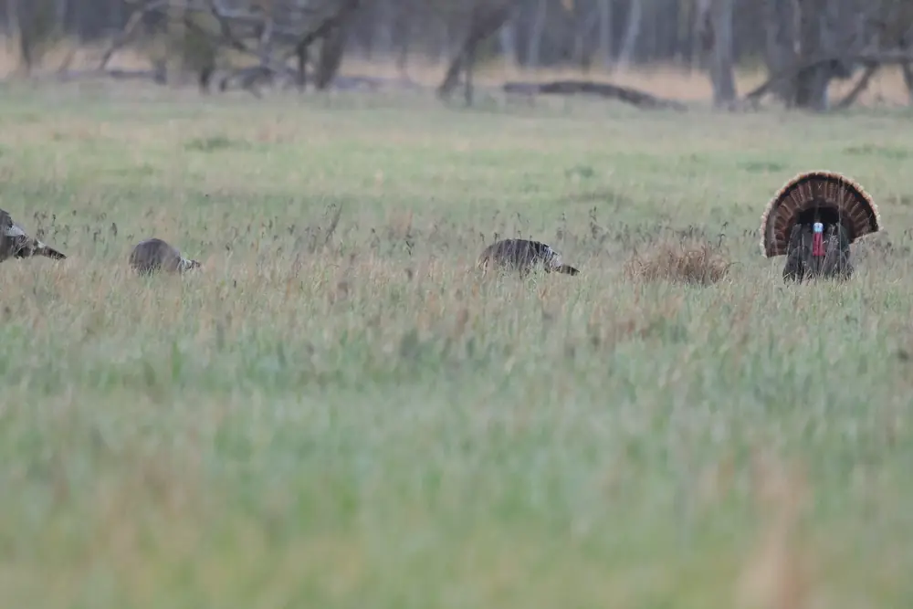 A wild turkey tom with fanned tail feathers strutting across a field toward a group of hens.