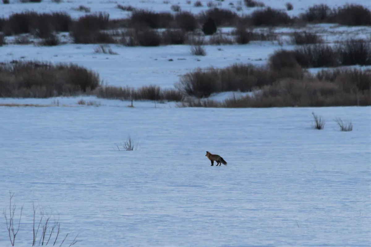 A red fox standing still on a wide snow-covered meadow at dusk, head cocked, with brown shrubs in the background.