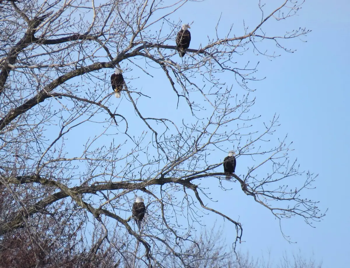 Five adult bald eagles with white heads perched on the bare branches of a large riverside tree against a pale blue sky.