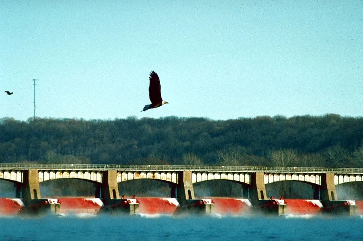 A bald eagle flying above the gates of a Mississippi River lock and dam, with steam rising off the water and bare wooded bluffs behind.