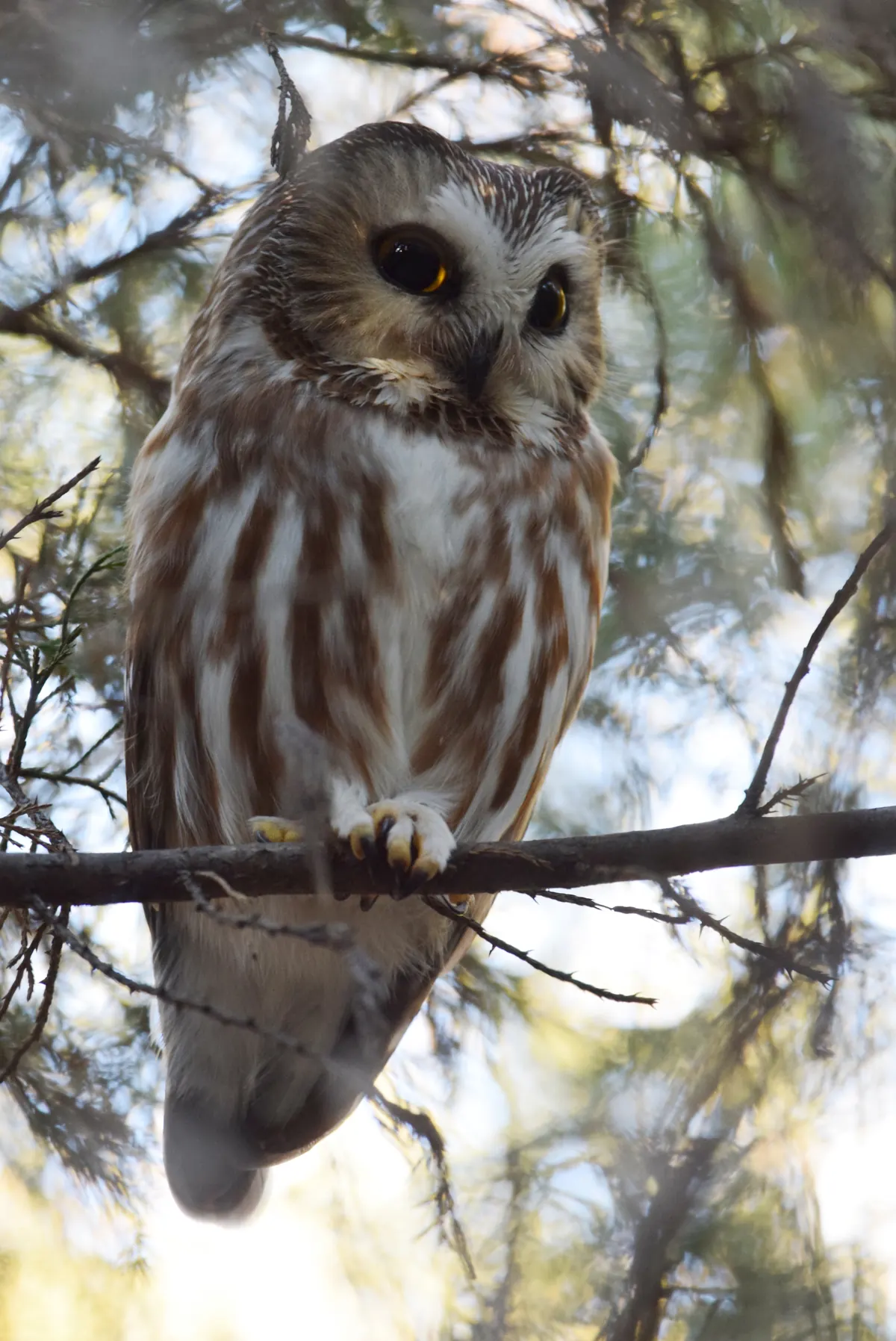 A small brown-and-white northern saw-whet owl with large yellow eyes perched on a branch inside a dense conifer.