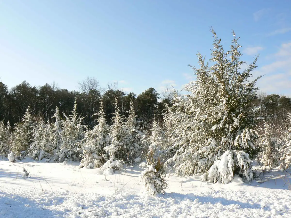 Young eastern redcedar trees heavy with fresh snow in an open field under a blue sky, with a wooded edge behind.