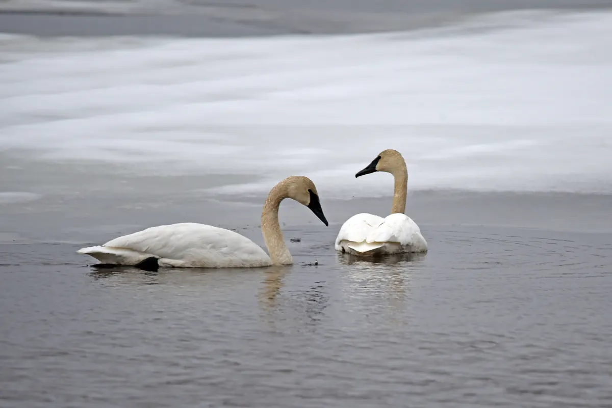 Two white trumpeter swans with black bills swimming in a patch of open gray water beside snow-covered ice.
