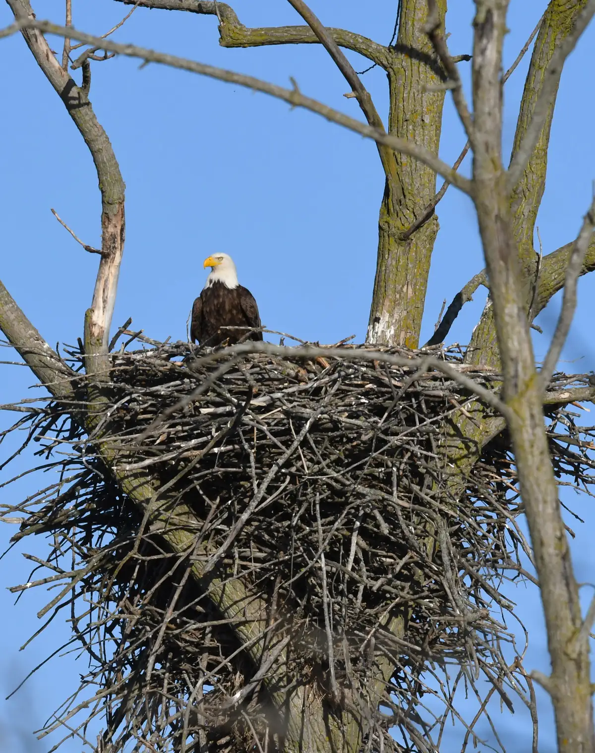 An adult bald eagle with a white head and yellow bill sitting on top of a huge stick nest in the fork of a leafless tree against a blue sky.