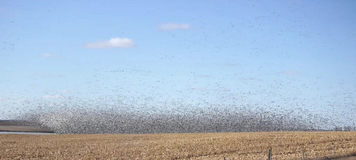A vast cloud of white snow geese lifting off over a harvested corn field under a blue sky.