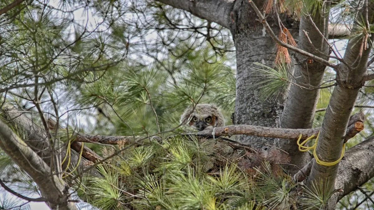 A fluffy gray-brown great horned owl chick with yellow eyes peering over the edge of a stick nest among pine branches.