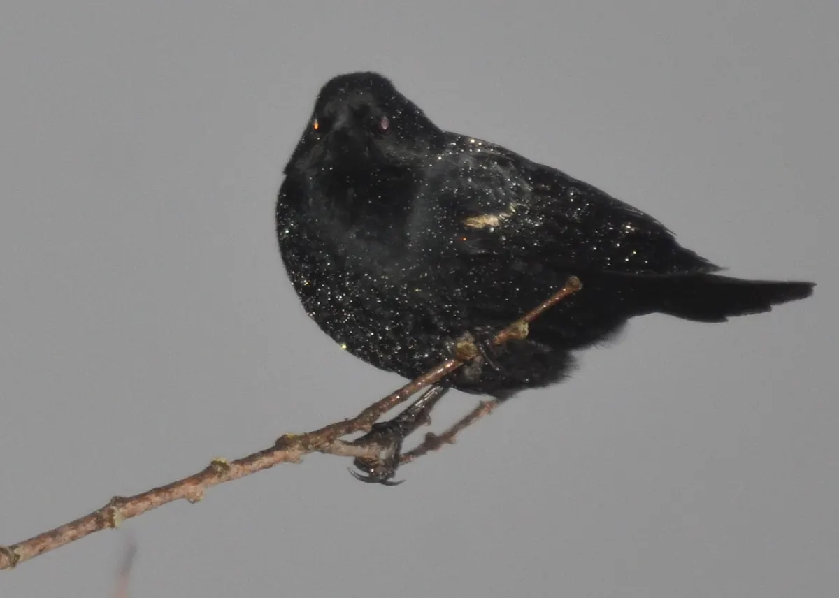 A male red-winged blackbird, black plumage flecked with snowflakes, perched on a bare twig against a gray sky.
