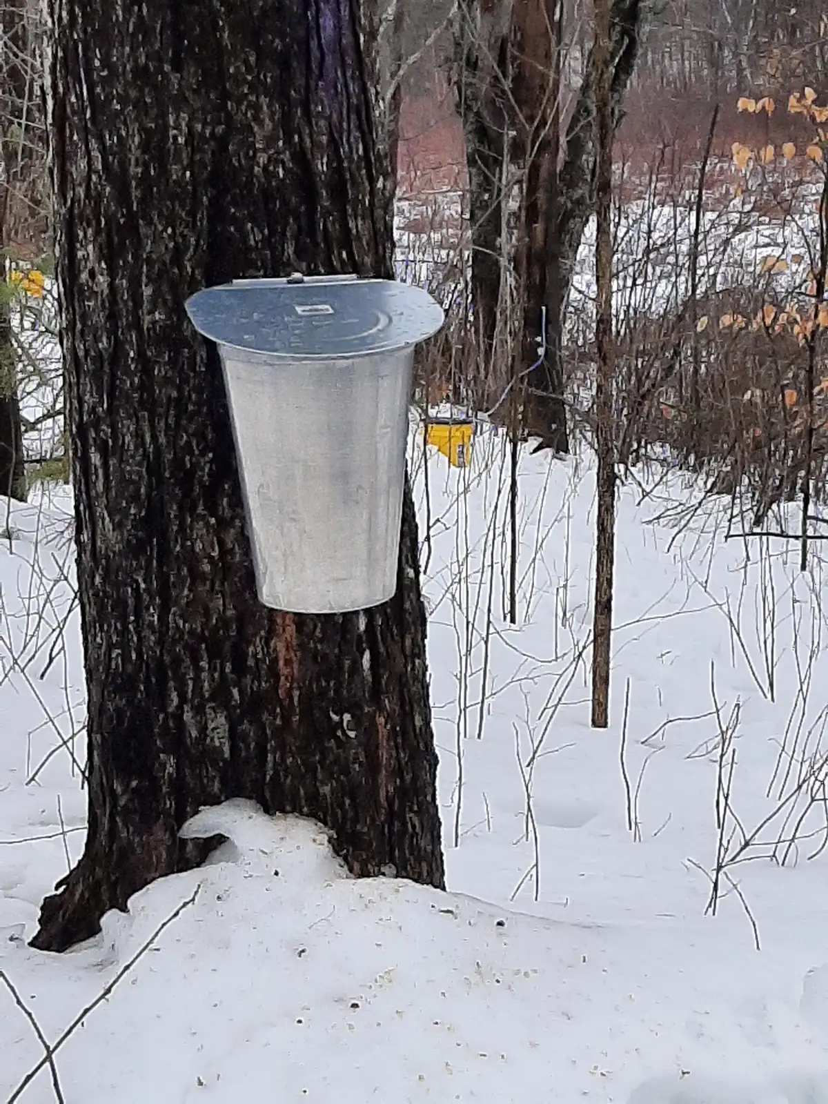 A lidded metal sap bucket hanging on the dark trunk of a maple in snowy woods.