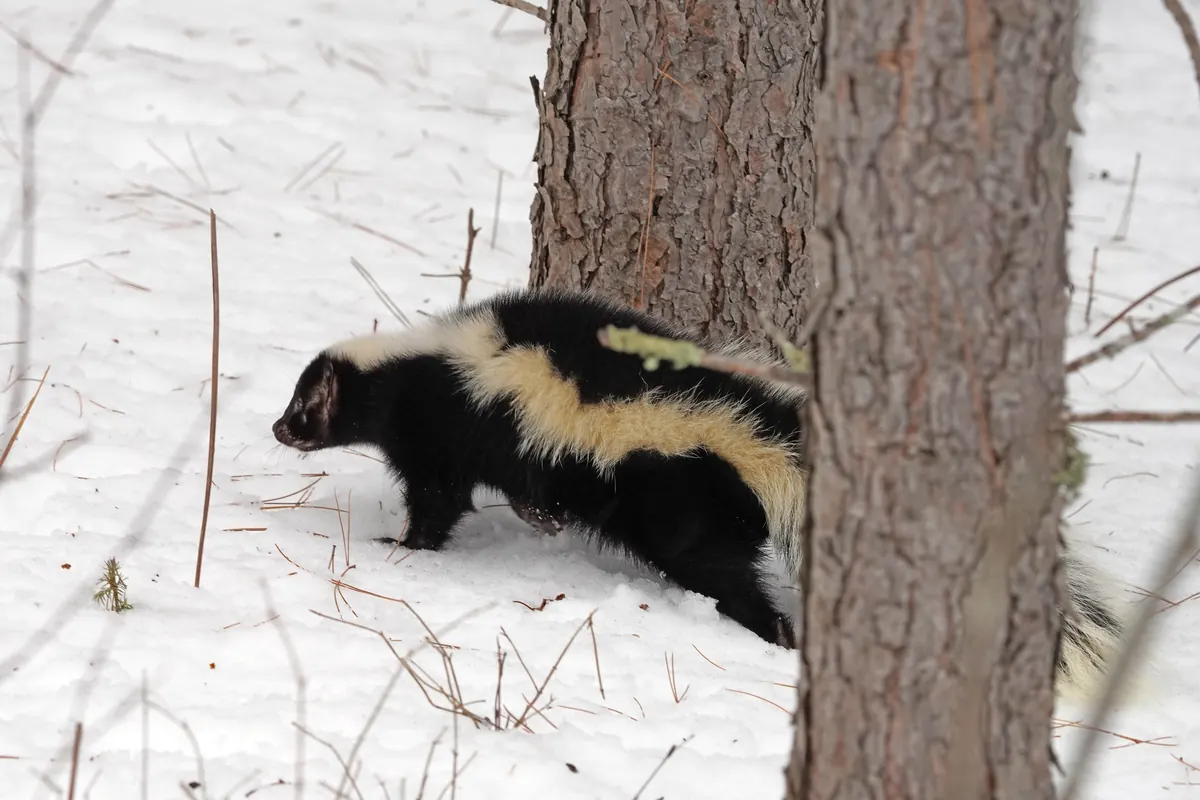 A black-and-white striped skunk walking through snow past the trunks of two pine trees.