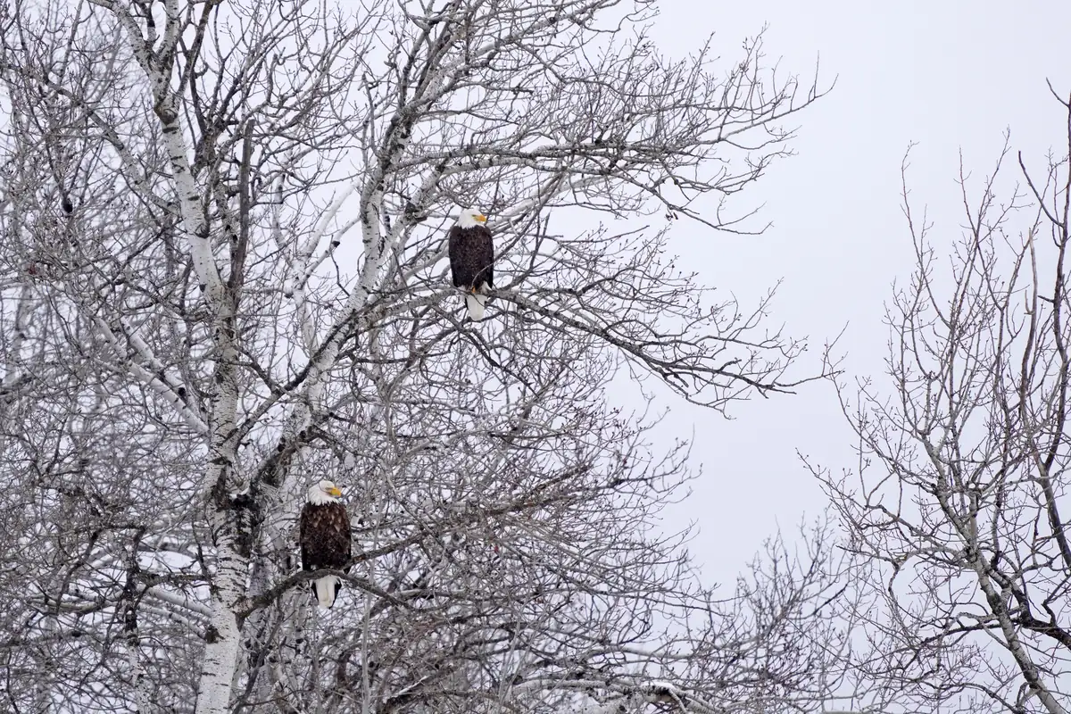 Two bald eagles perched in a bare, snow-dusted birch tree under a gray sky.