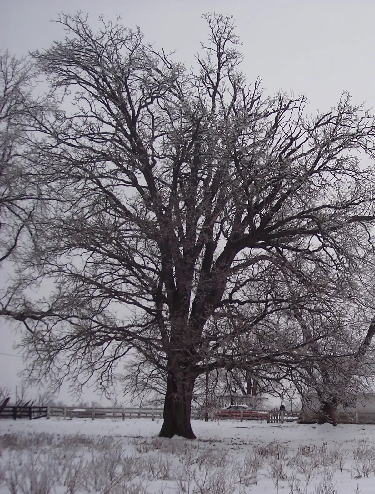 A large bur oak with a broad crown of bare, frosted branches standing in snow beside a farm fence.