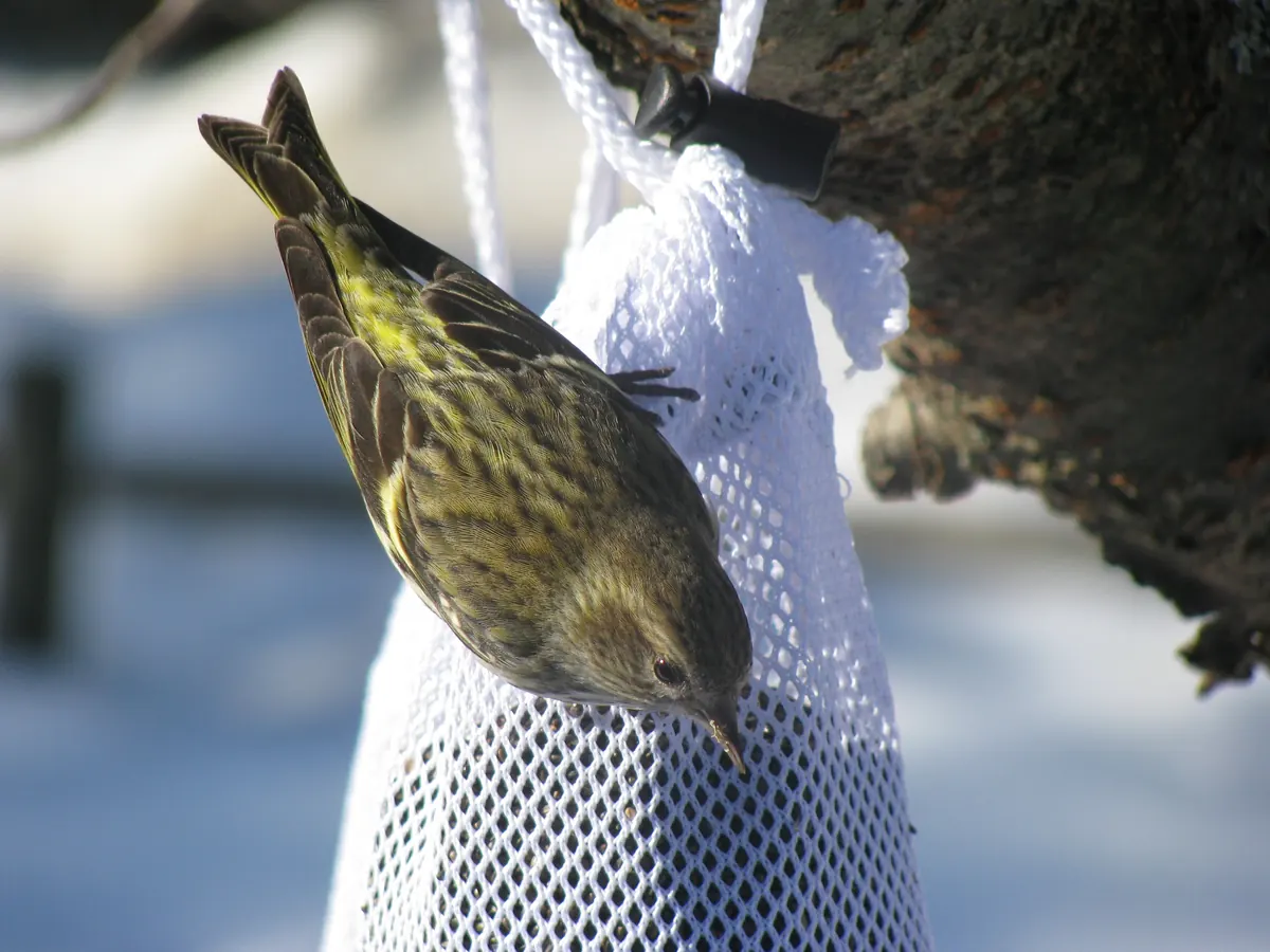 A streaky yellow-green pine siskin hanging from a mesh feeder bag with snow behind it.
