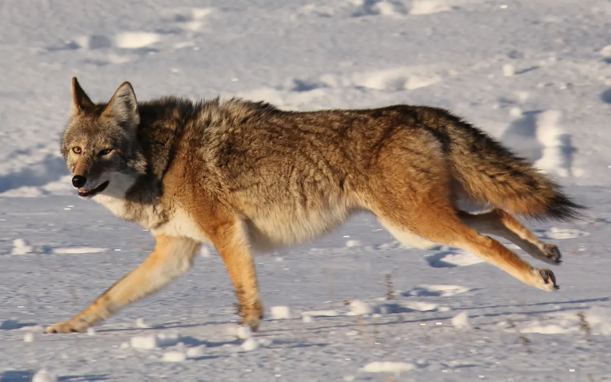 A coyote with a thick gray and tan winter coat running across snow-covered ground and looking toward the camera.