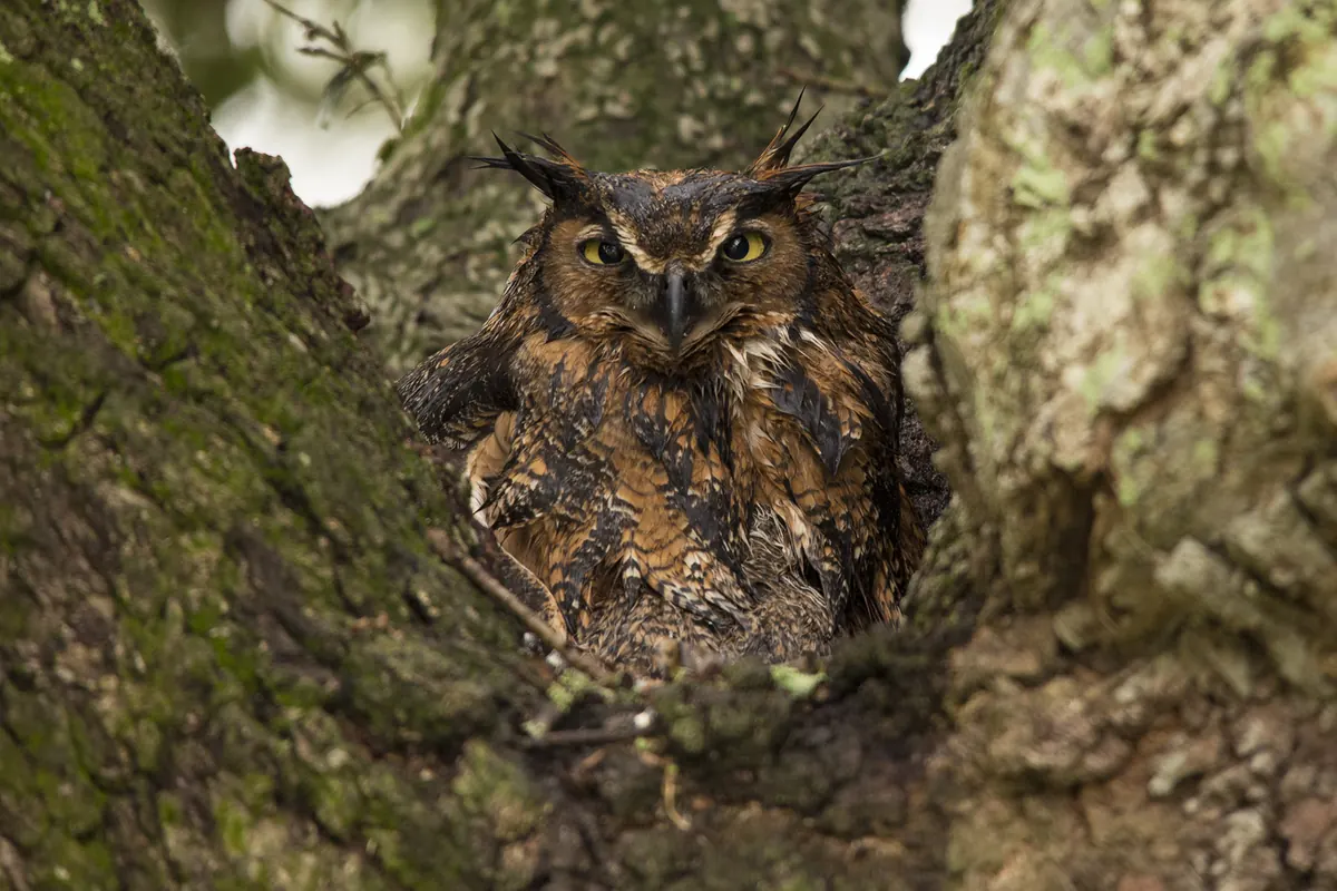 A rain-soaked great horned owl with ear tufts and yellow eyes sitting low in the hollow fork of a large mossy tree trunk.