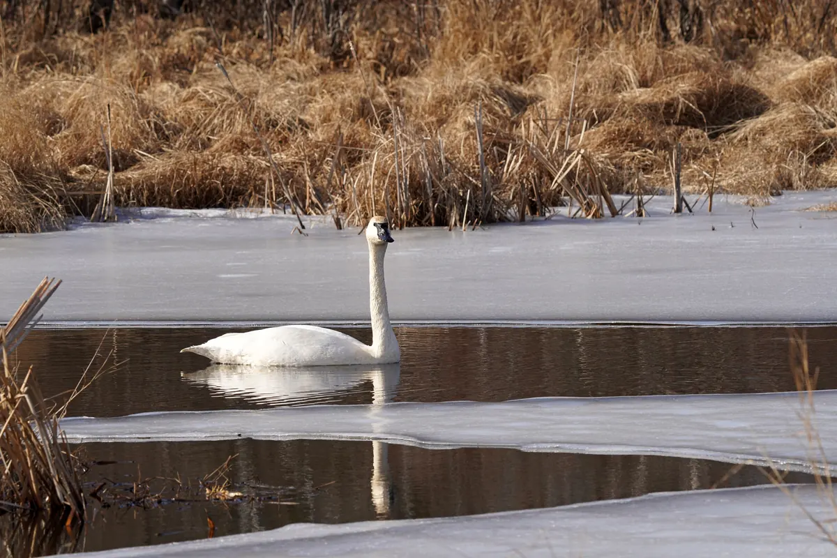 A single white trumpeter swan with a black bill swimming in a narrow channel of open water between sheets of ice, with tan dried grasses on the bank behind.