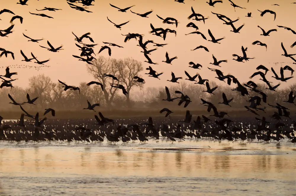 Sandhill cranes standing on a river sandbar in the soft light of early morning.