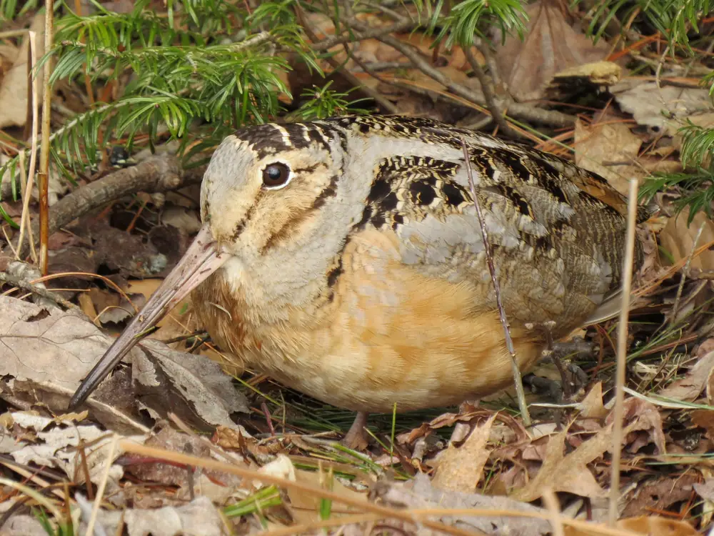 A round-bodied American woodcock with a long straight bill and large dark eye crouched on dry leaf litter among evergreen sprigs.
