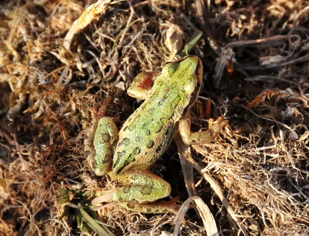A small green boreal chorus frog with dark stripes on its back sitting on dry, brown grass and moss.