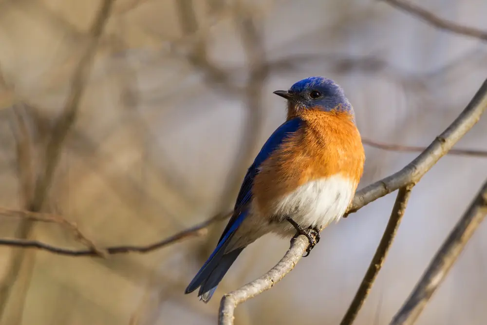 A male eastern bluebird with a bright blue back and rusty-orange breast perched on a twig.