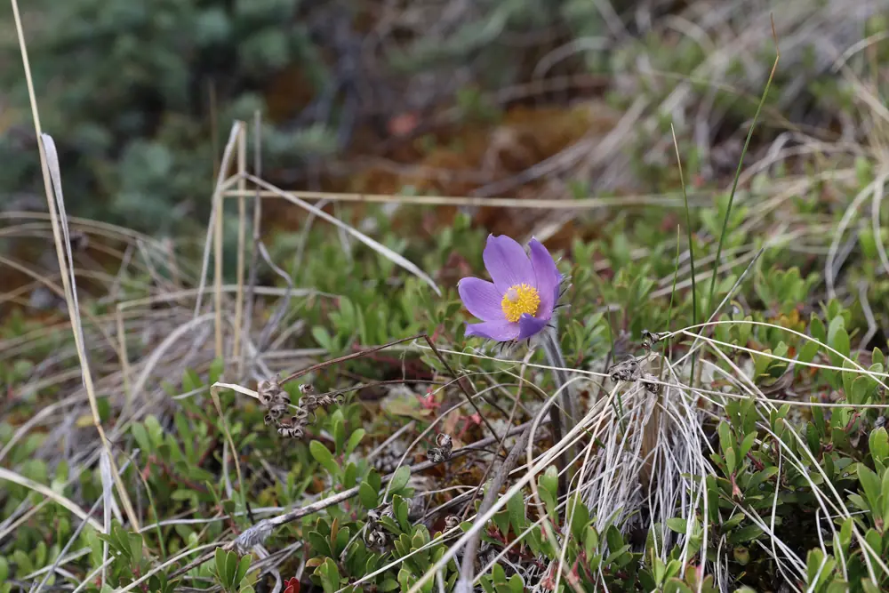 A pale purple pasqueflower with silky hairs on its petals and stem growing on a grassy bluff.